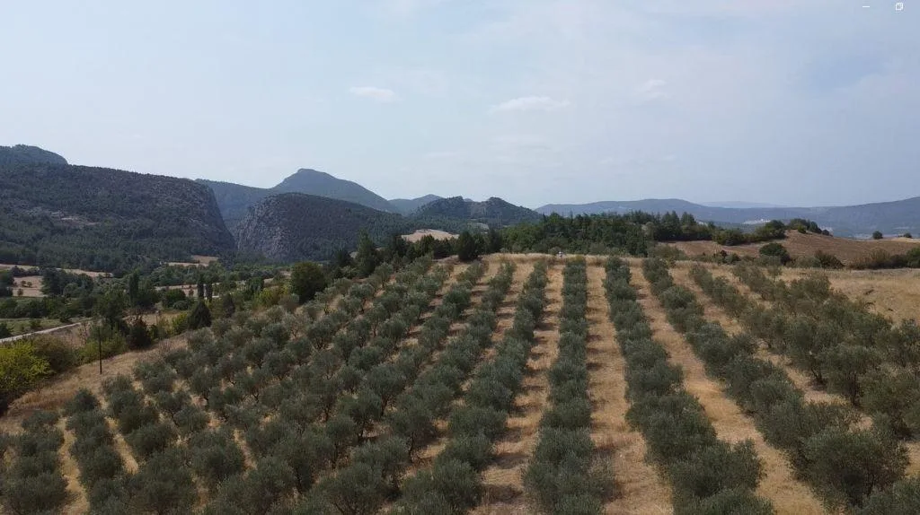 Bilecik Gölpazarı’nda 22 Dönüm Satılık Zeytinlik Tarla