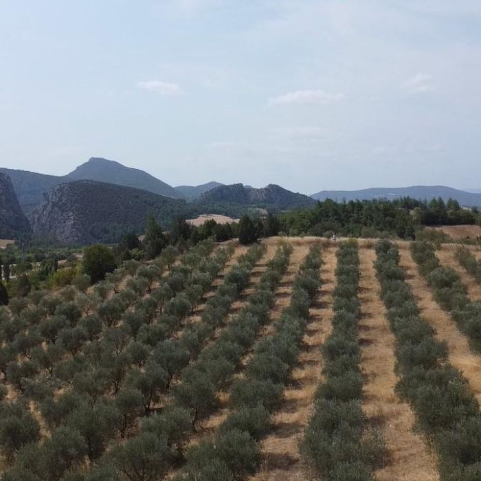 Bilecik Gölpazarı’nda 22 Dönüm Satılık Zeytinlik Tarla