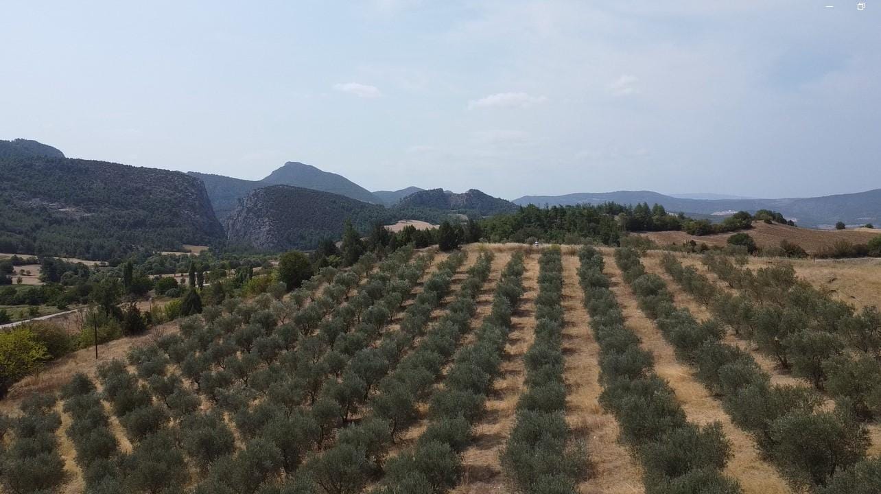 Satılık Zeytinlik 22 Dönüm Arazi İçinde Bilecik Gölpazarı