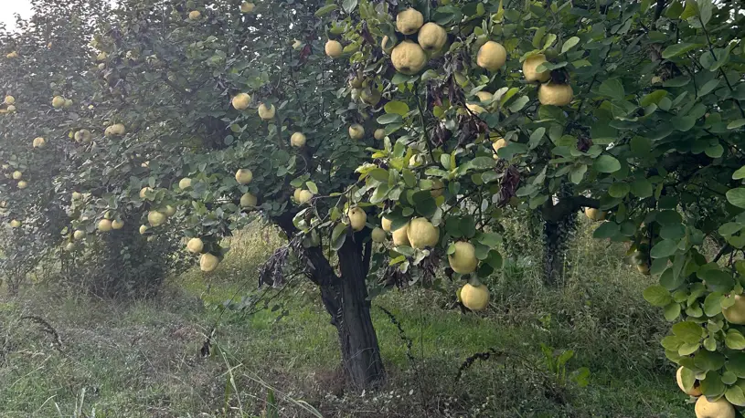 Pamukova Satılık 3.050 m² Verimli Ayva Bahçesi