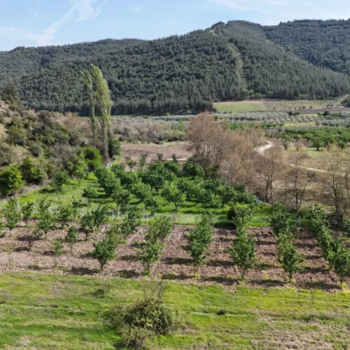 Pamukova Ahılar’da 1445m² Ayva Bahçeli Satılık Arazi