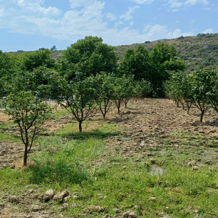 Pamukova Ahılar’da Satılık Ayva Bahçesi – 1445 m² Tapulu