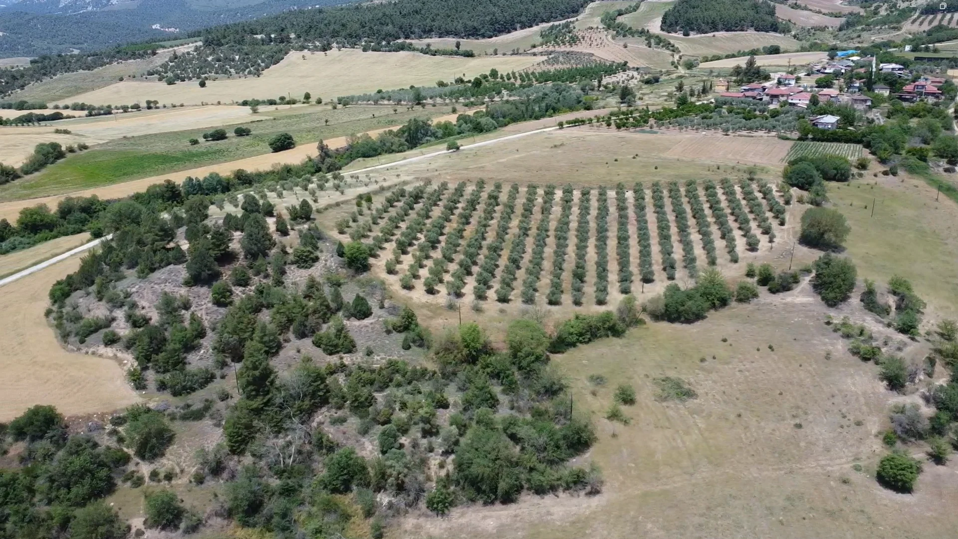 Golpazari Meyve Bahcesi Yatirimi 2025 Kirsal Analiz 1 4
