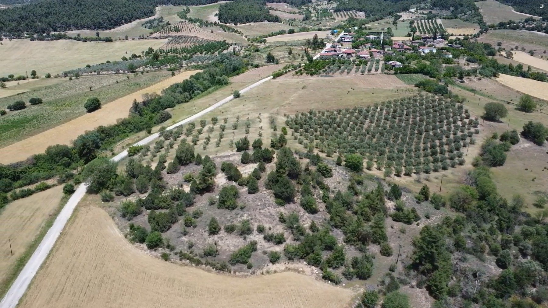 Bilecik Golpazarinda 22 Donum Satilik Zeytinlik Arazi 5 5 zeytinlik