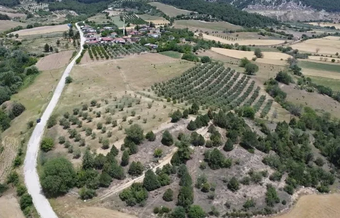 Bilecik Gölpazarı Satılık Zeytinlik | 22.000 m² Yatırım
