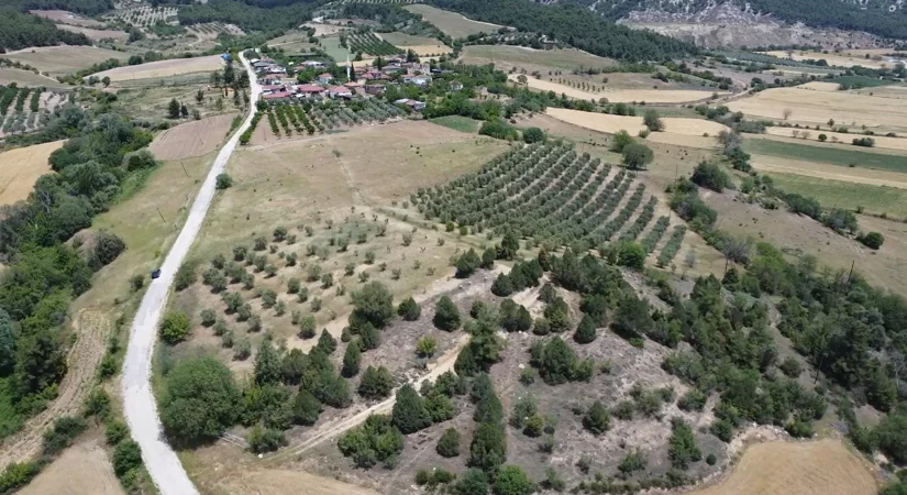 Bilecik Gölpazarı’nda Satılık 22 Dönüm Verimli Zeytinlik