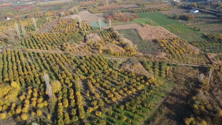 Sakarya Geyve Satılık Tarım Arazisi 6800 m² Müstakil Tapu