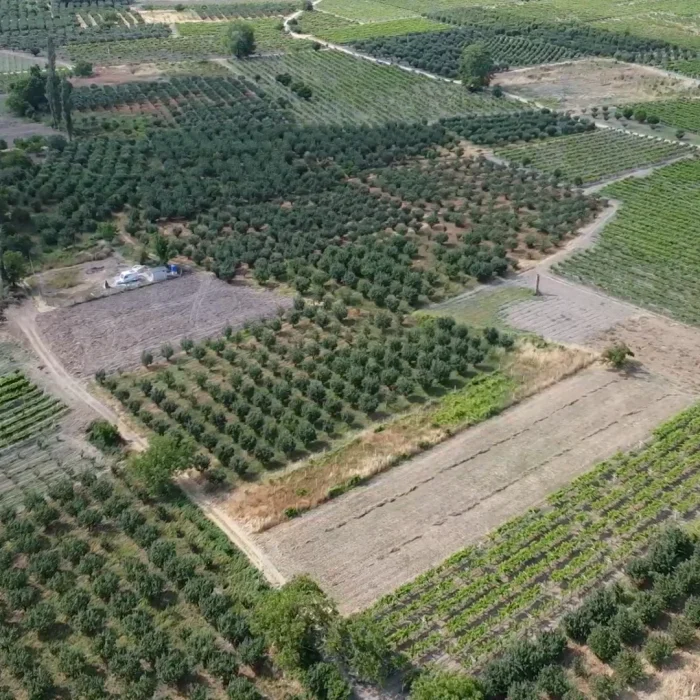 Pamukova Şeyhvarmaz’da Satılık Üzüm Bağı – 1200 m²