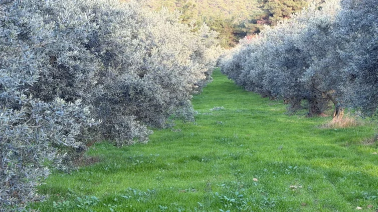 Bilecik Gölpazarı’nda 10 Dönüm Satılık Zeytinlik