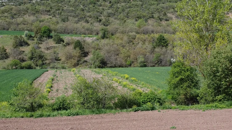 Bilecik Gölpazarı’nda Satılık 2600 m² Tarla – Müstakil Tapulu