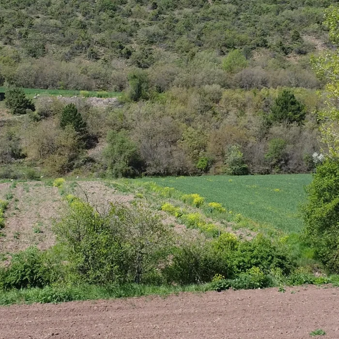 Bilecik Gölpazarı’nda Satılık 2600 m² Tarla – Müstakil Tapulu