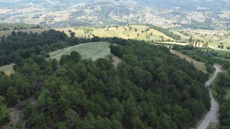 Bilecik Gölpazarı 10.600 m² Satılık Tarla