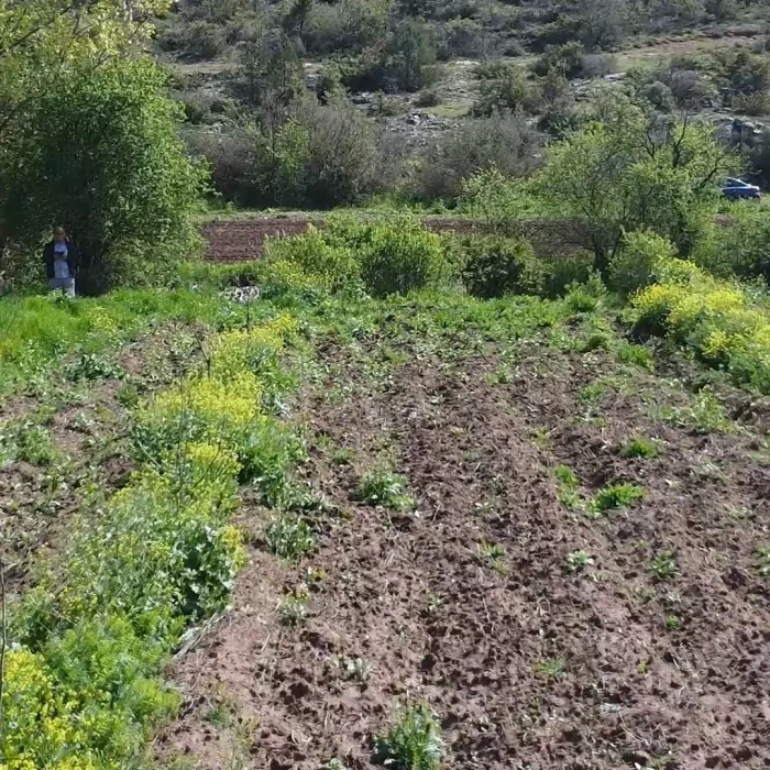 Gölpazarı Satılık Ceviz Bahçesi 1480 m²