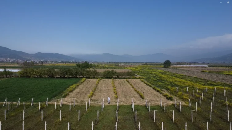 Pamukova Çardak’ta Satılık Cevizli Tarla – 1887 m²