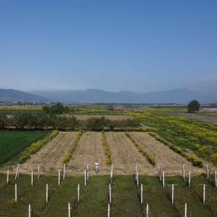 Pamukova Çardak’ta Satılık Cevizli Tarla – 1887 m²