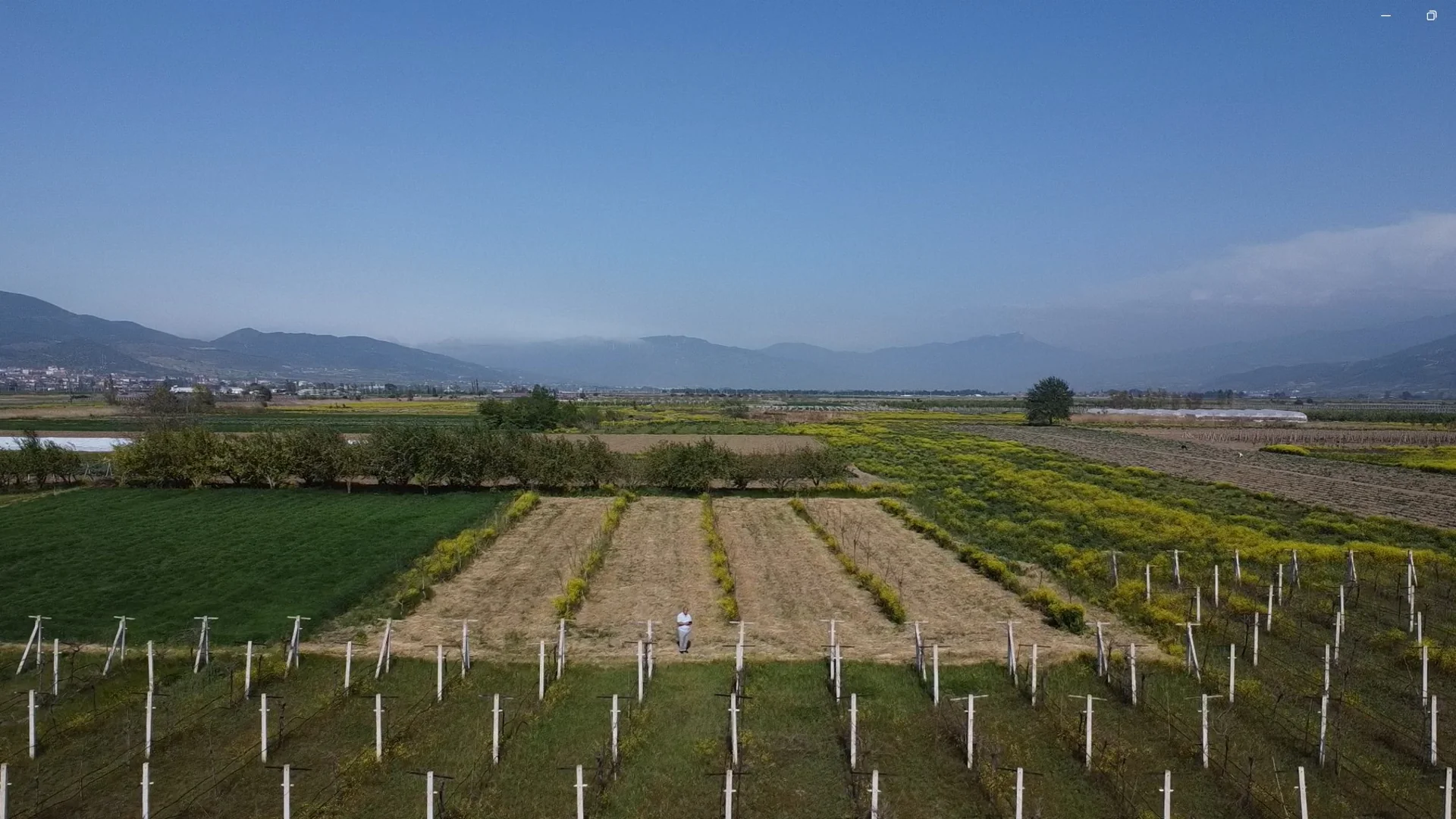 Pamukova Çardak’ta Satılık Cevizli Tarla – 1887 m²